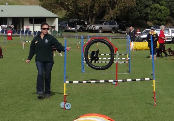 BENDIGO OBEDIENCE DOG CLUB